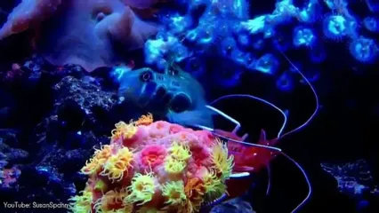 10 گونه از زیباترین میگوهای کشف شده در جهان