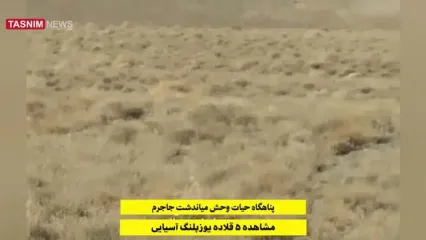 ثبت تصویر ۵ قلاده یوزپلنگ آسیایی در میاندشت خراسان شمالی