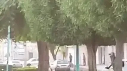 عاقبت برداشت عسل و آتش گرفتن درختان