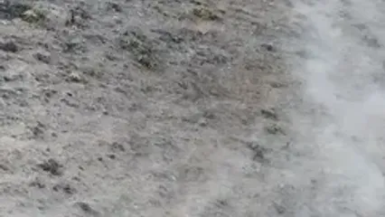 فیلم دویدن تماشایی قوچ‌های اوریال در پارک ملی گلستان