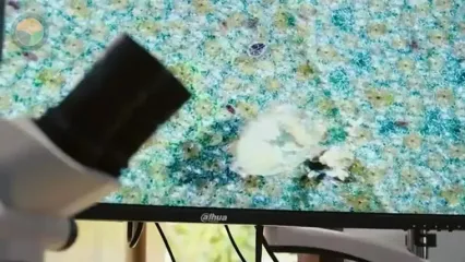 چگونه تایلندی ها هزاران کیلوگرم دوریان را برداشت می کنند؟