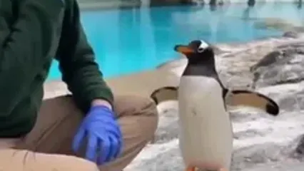 فیلم خواستگاری پنگوئن از یک دختر جوان