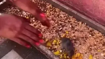 معبدی عجیب در هند که موش ها را مقدس می‌دانند