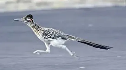 ویدئو دیدنی از میگ میگ در دنیای واقعی