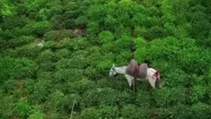 فیلم برداشت چای در مزارع سرسبز لاهیجان