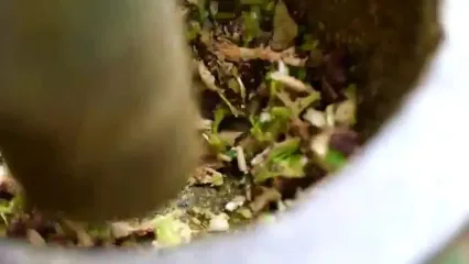 غذای خیابانی در تایلند؛ پخت غذا با ماهی مرکب بنفش و سبزیجات در بانکوک