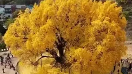 زیبایی جاودانه طبیعت؛ درخت ۸۰۰ ساله در کره‌جنوبی