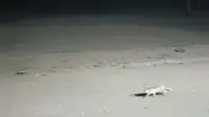 بارش نخستین برف پاییزی در تهران! / همزمان با آغاز نخستین برف پاییزی در ایستگاه هفت توچال، ارتفاعات تهران سفیدپوش شد