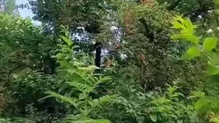 فیلم روستای چالدشت / طبیعت بکر گیلان