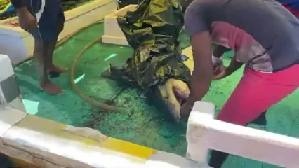 صید تعداد زیادی کوسه گاوی و ببری و برش زدن آن ها در بندری در سریلانکا