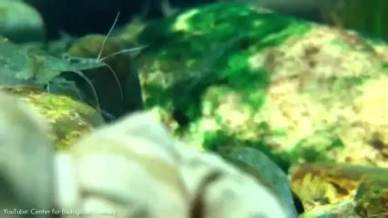 10 گونه از عجیب ترین قورباغه های سراسر جهان از میان 5000 گونه کشف شده