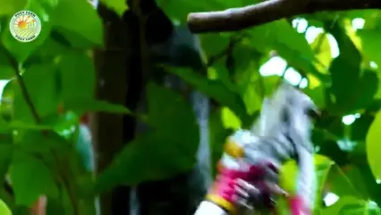 چگونه تایلندی ها میلیون ها میوه رامبوتان را برداشت و فرآوری می کنند؟