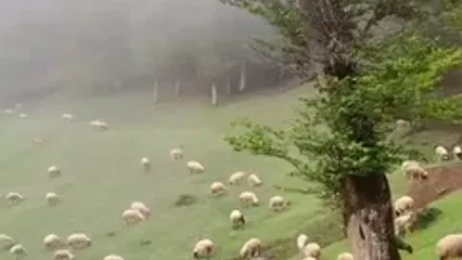 فیلم ییلاق سنگده رضوانشهر گیلان