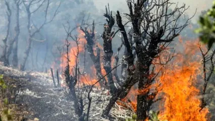 آغاز عملیات هوایی برای مهار آتش‌سوزی جنگل چالوس