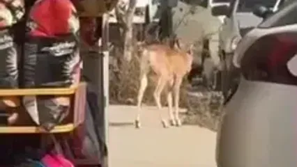 ورود میش وحشی به معابر شهری لواسان