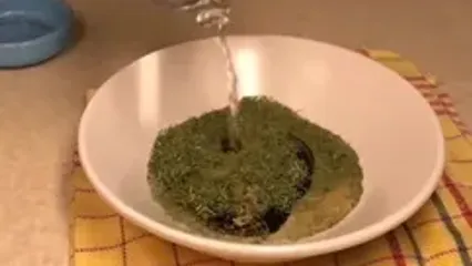 تربچه پرورده تا حالا خورده ای؟