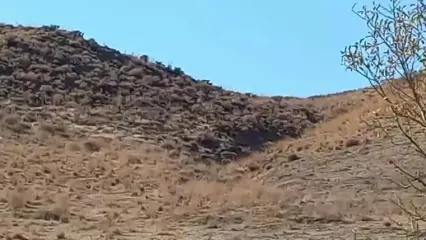 ثبت فیلم کم نظیر از یوزپلنگ آسیایی در خراسان رضوی برای سومین بار در سال جاری !