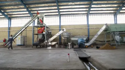 تولید پسته از زمین تا بازار