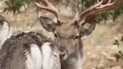 ببینید؛ گوزن‌های زرد ایلام در قلب کوه‌های زاگرس