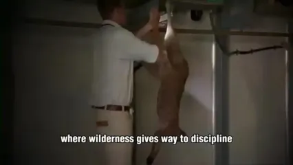 چگونه استرالیایی ها هزاران کانگورو را برای تولید گوشت پرورش می دهند؟