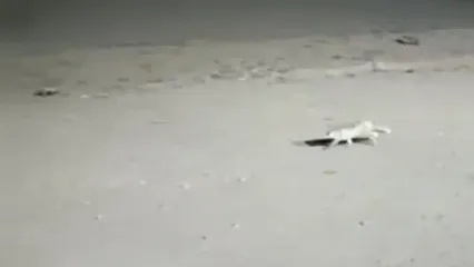 آغاز بارش نخستین برف پاییزی در ایستگاه هفت توچالِ تهران