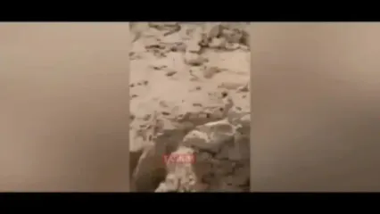 حضور یک قلاده خرس ۳ توله‌اش در شاهرود