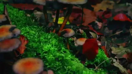 سنجاب پرنده کوتوله ژاپنی؛ بامزه ترین سنجاب دنیا