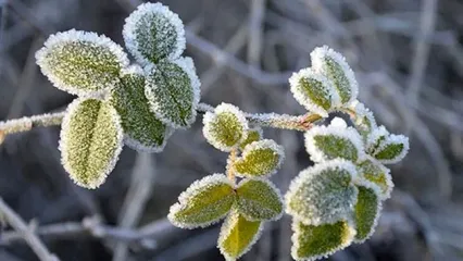 یخبندان شدید شبانه برای این استان‌ها در راه است