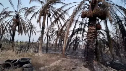 ۳۰ هزار نخل اروندکنار سوخت/ ۸۰ درصد مردم منطقه تحت پوشش کمیته امدادند و زندگی ندارند/ جنوب خوزستان از نقشه تصمیم‌گیری حذف شده !