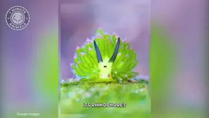 گوسفند دریایی؛ یکی از عجیب ترین موجودات کره زمین