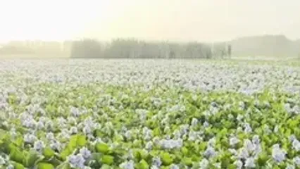 فیلم زیبایی سنبل آبی در آغوزبن بابل