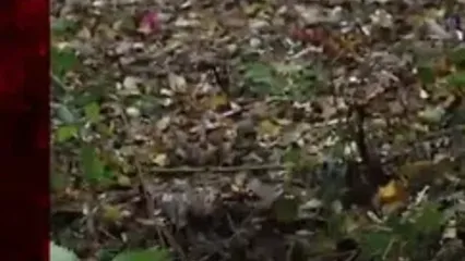 کوه زباله در نزدیکی لندن