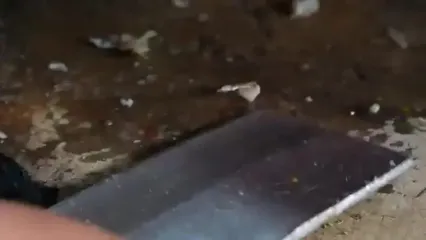 غذای خیابانی در اندونزی؛ تهیه خوراک و ساشیمی با لابستر رنگین کمانی در جاکارتا