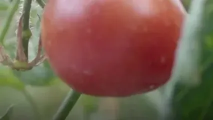 از کپک‌‌‌های رُب گوجه به‌ سادگی عبور نکنید