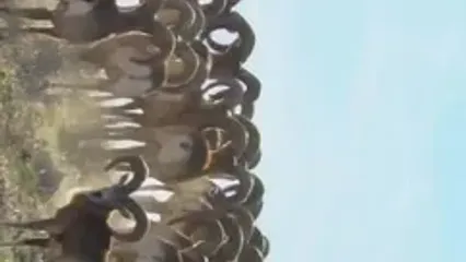 گله قوچ اوریال در پارک ملی گلستان