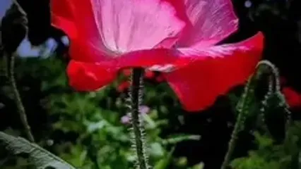 تفسیر فال حافظ امروز 15 آبان