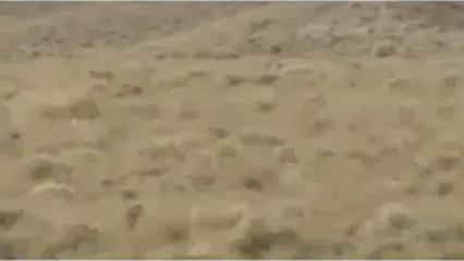 فیلمی بی نظیر از مشاهده یوز ایرانی/ نخستین زادآوری مستند یوزپلنگ آسیایی در میاندشت پس از یک دهه/ مشاهد یوز ماده و 4 توله در خراسان شمالی