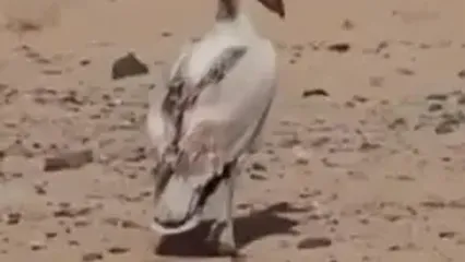 قدم زدن دو پلیکان بر بستر خشک دریاچه ارومیه