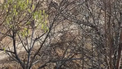 غذای روستایی در ایران؛ پخت نخود پلو با گوشت در روستایی کوهستانی