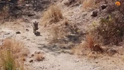 وقتی «گراز» حواس پرت وارد دام «پلنگ» می شود!