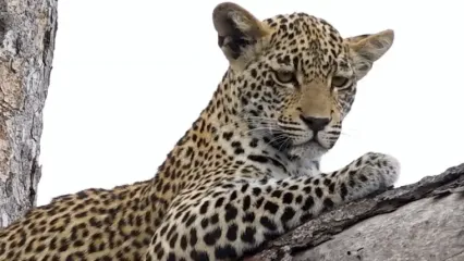 فیلم تجربه بی نظیر نزدیک شدن به پلنگ جوان