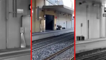 فیلم گوزن وحشت زده در ایستگاه قطار ایتالیا