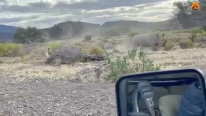 حمله هولناک «کرگدن» خشمگین به «شیر نر» مزاحم