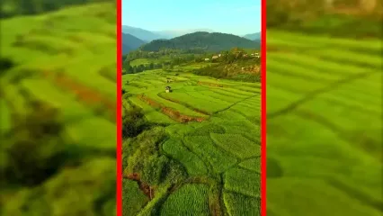 فیلم نمای هوایی از دل شالیزارهای مازندران