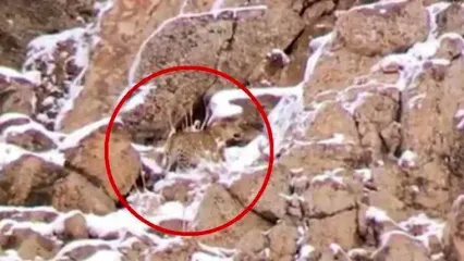 فیلم حضور پلنگ ایرانی در ارتفاعات پارک ملی لار