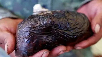 خبر جمعه؛ سالانه ۵۰۰ تن تریاک در ایران گم می‌شود!