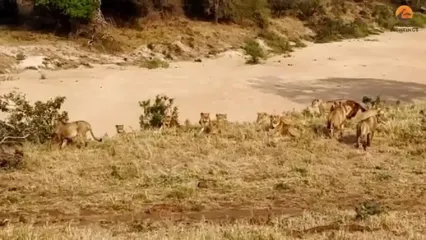 ببنیید| وقتی «فیل» به یک دسته بزرگ «شیر» یاد می دهد که سلطان جنگل چه کسی است!