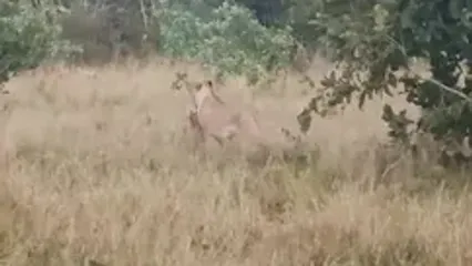 نجات «پلنگ» از دست دو «ماده شیر» توسط یک گله «فیل»!