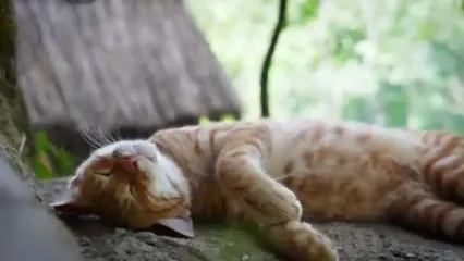 غذای روستایی در ایران؛ پخت لوبیا پلو با سالاد شیرازی در روستایی جنگلی