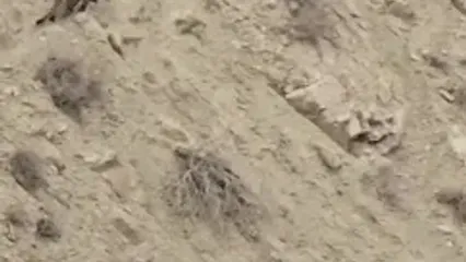 ببینید؛ مشاهده یک پلنگ ایرانی در حاشیه روستای سمین‌دشت